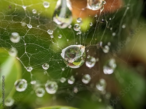 the spider web holding water drops in the nature