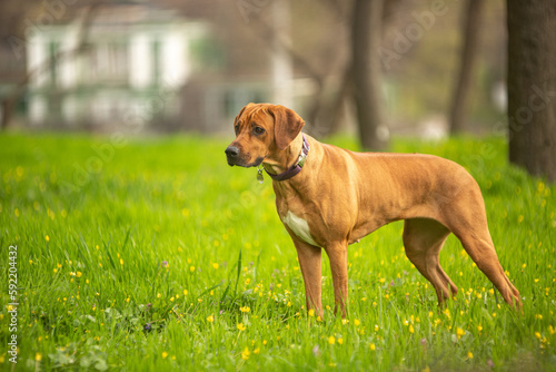 Fototapeta Naklejka Na Ścianę i Meble -  ridgeback dog in green grass