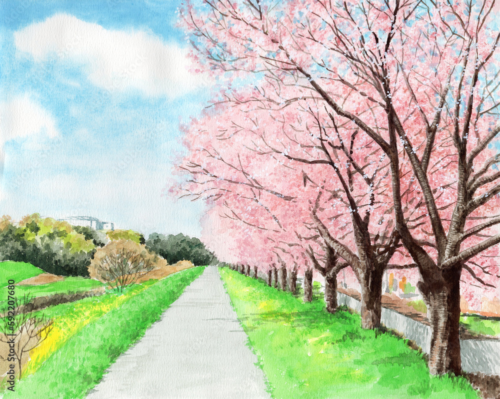 アナログ水彩風景画土手の桜並木