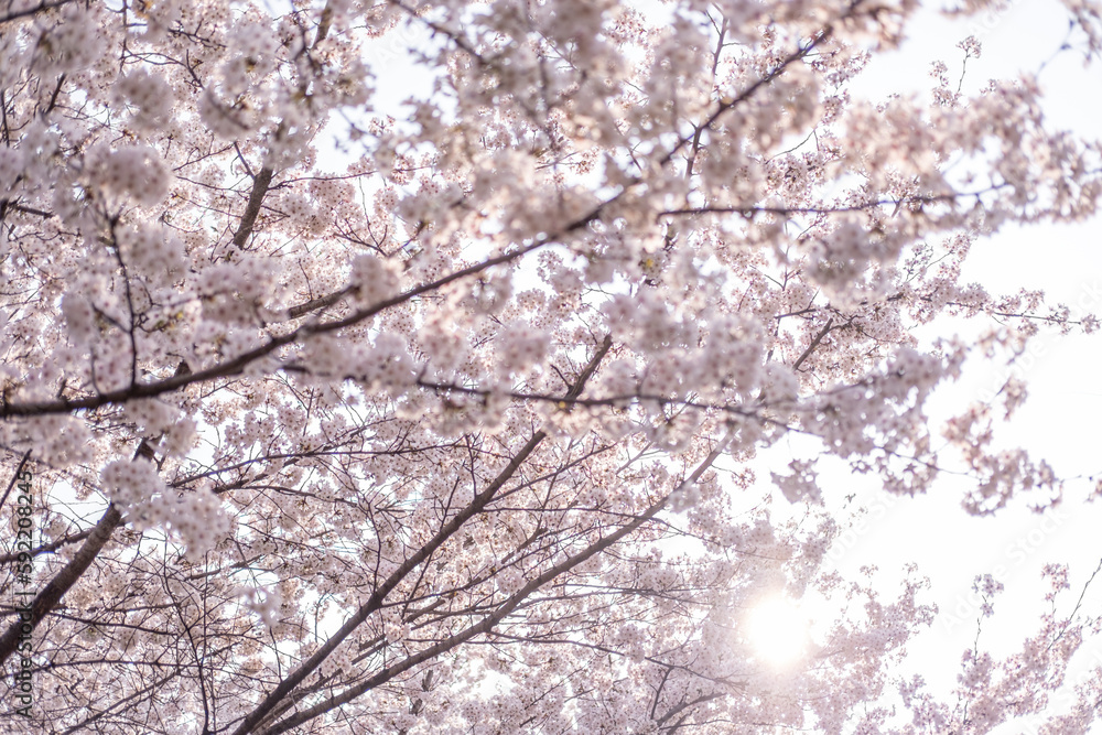 Cherry Blossoms in spring with Soft focus, in Korea Cherry Blossoms in spring with Soft focus, in Korea
