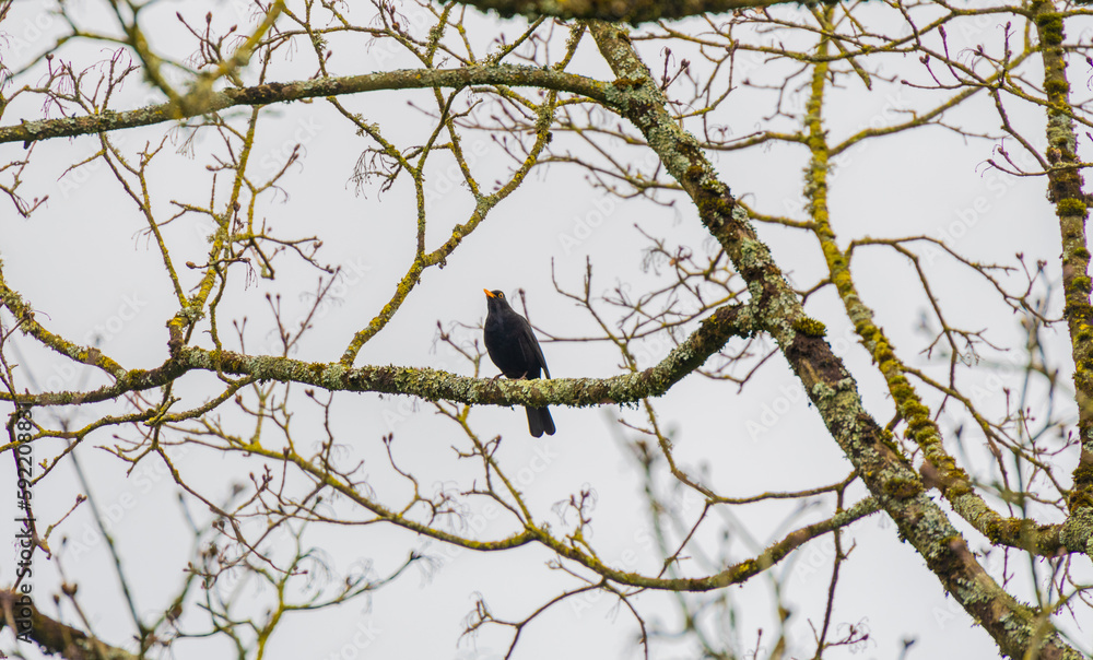 blackbird on a branch blackbird on a branch