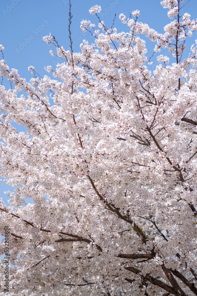 Cherry Blossoms against the blue sky in spring with Soft focus, in Korea Cherry Blossoms against the blue sky in spring with Soft focus, in Korea