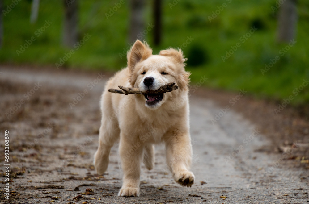 little labrador golden retriever puppy fun playing jumping runs with a stick in a park with green grass little labrador golden retriever puppy fun playing jumping runs with a stick in a park with green grass