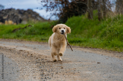 Fototapeta Naklejka Na Ścianę i Meble -  little labrador golden retriever puppy fun playing jumping runs with a stick in a park with green grass