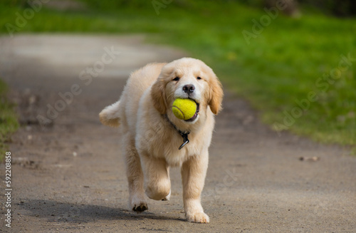golden retriever puppy playing with tennis ball in park