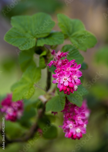 pink flowers on a branch bloom in spring