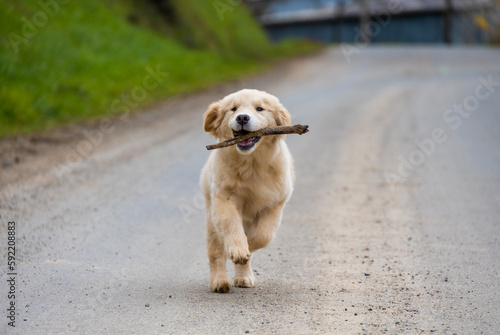 little labrador golden retriever puppy fun playing jumping runs with a stick in a park with green grass