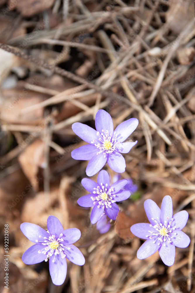 photo of the first wildflowers growing in the grass photo of the first wildflowers growing in the grass