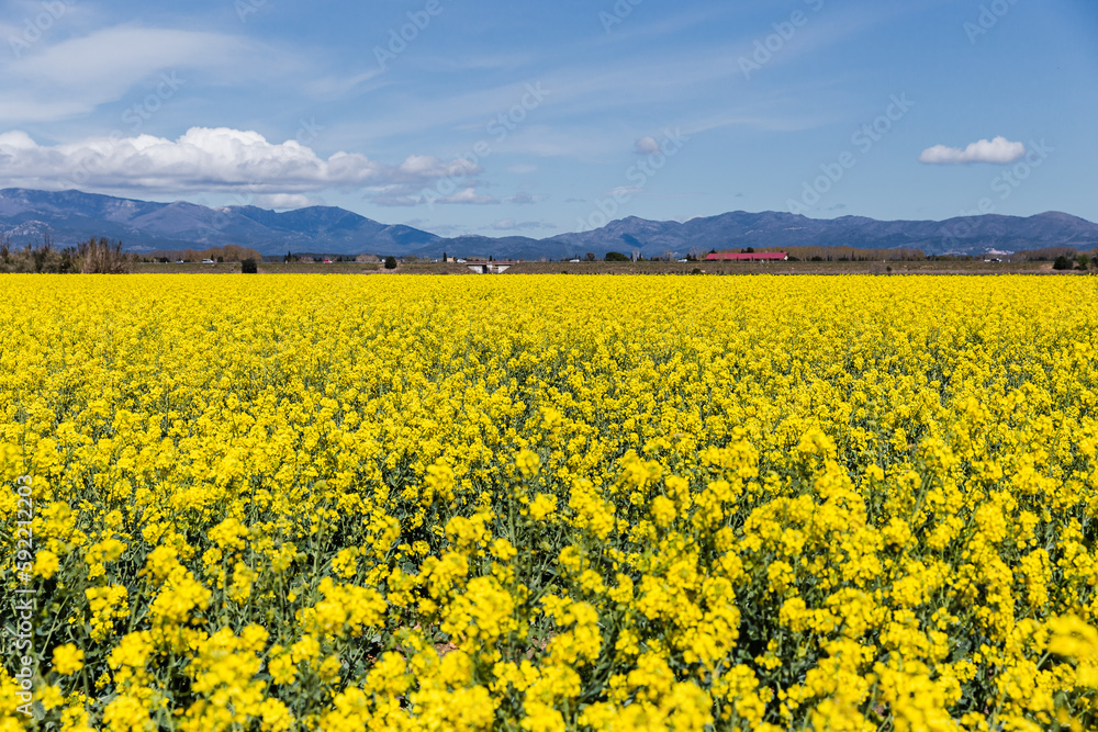 Catalan countryside landscape in spring, with flowers