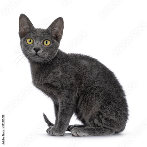 Cute young Korat cat, sitting up side ways. Looking towards camera. Isolated on a white background.