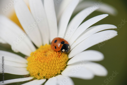  Orange ladybug on daisy