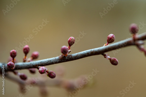 The new buds begin to appear in the spring