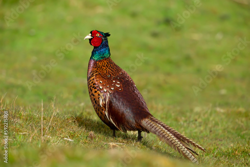 Close up of a colourful, alert Ring-necked cock pheasant in Springtime, strutting along green pasture, facing left. Scientific name: Phasianus Colchicus. Horizontal. Space for copy.