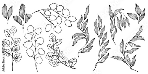 Aspen leaf, willow branch, eucalyptus foliage, ivy twig illustration vector collection. Plant isolated branches, twigs and leaves - black on white background. Decorative design elements. Aspen, ivy