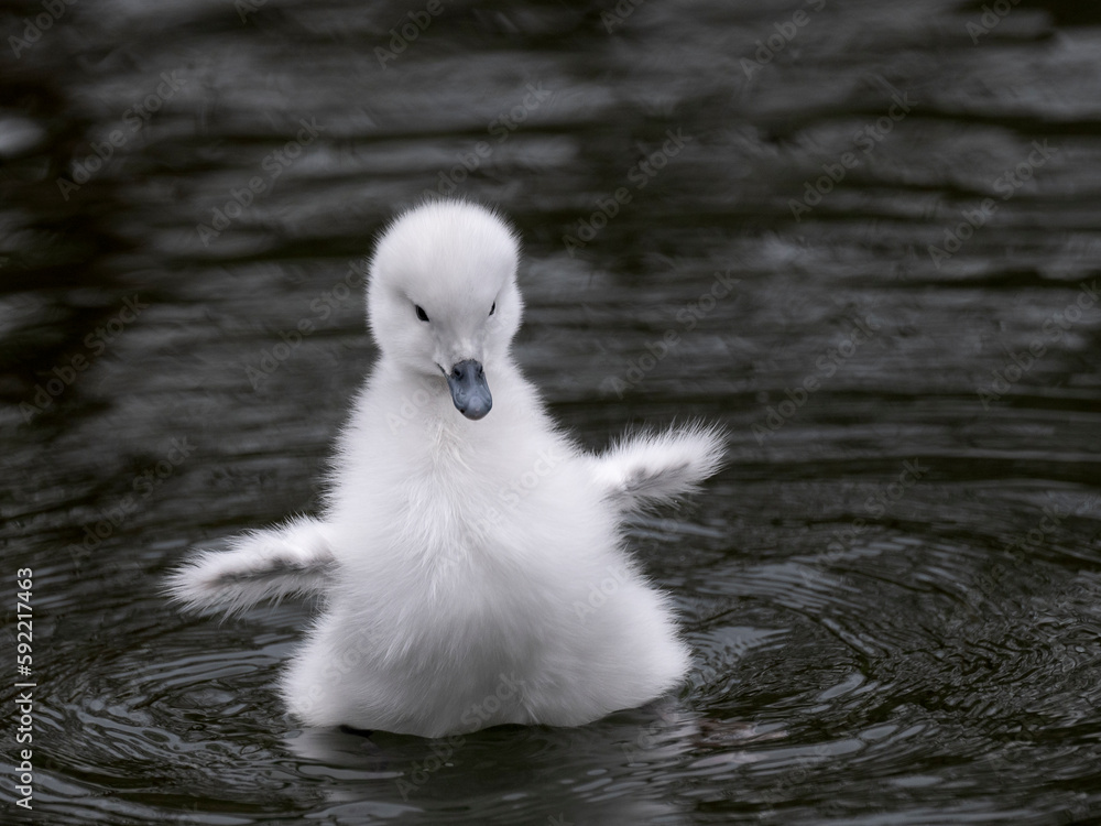 schwarthalsschwanküken schwimmend auf dem Teich schwarthalsschwanküken schwimmend auf dem Teich