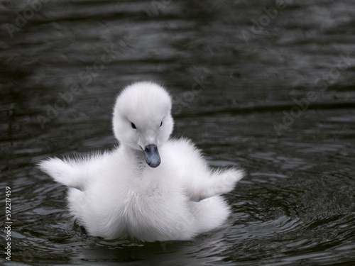 schwarthalsschwanküken schwimmend auf dem Teich photo