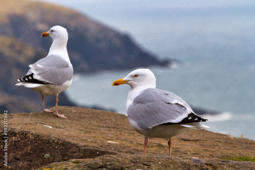 Seagulls on the coast of Atlantic Ocean in County Kerry, Ireland Seagulls on the coast of Atlantic Ocean in County Kerry, Ireland