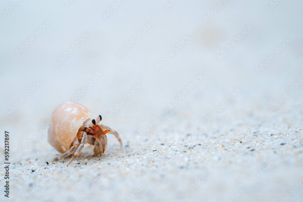 Land hermit crabs are intermediate between crabs and crustaceans as invertebrates.
