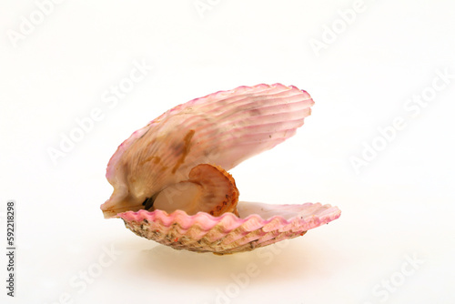 Cooked scallops on a white background