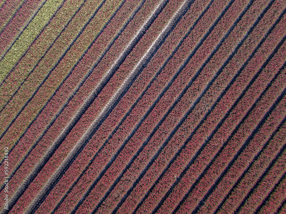 Aerial view Tulip field Aerial view Tulip field