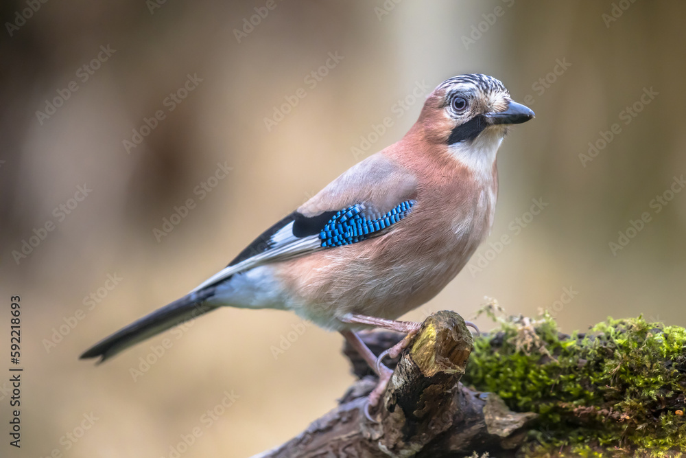 Obraz premium Curious Eurasian Jay on bright background