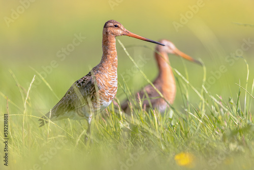 Pair Black-tailed Godwit wader bird looking in the camera