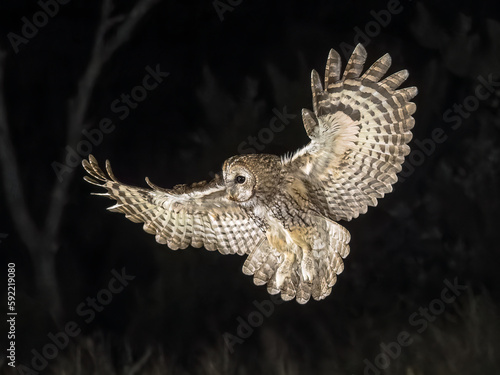 tawny owl flying in the night photo