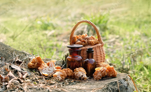 Gyromitra gigas mushrooms in wicker basket and amber bottles with medicine tincture of fungi  natural background. early spring season  fresh mushrooms picking in forest. useful edible spring mushrooms