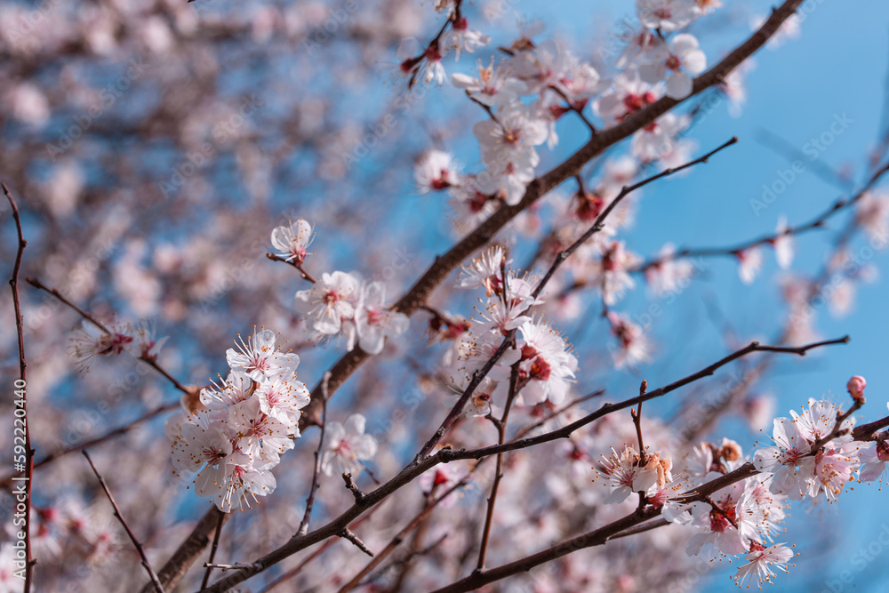 Spring flowering sakura tree, sprig of apricot flowers. Spring flowering sakura tree, sprig of apricot flowers.