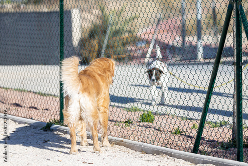 Photography dogs arguing behind a fence