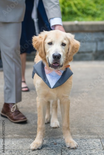 Dog dressed up with pink bowtie and doggie suit for wedding day. Wearing dog collar costume. photo