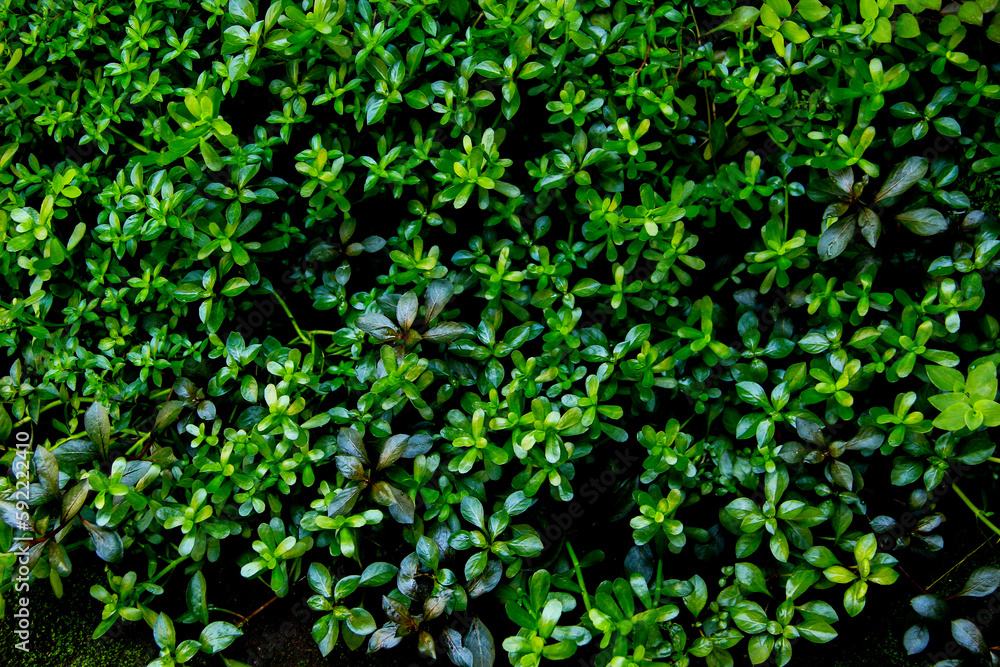 dark green leaves of native bacopa monnieri evergreen vines wallpaper, earth day dark green leaves of native bacopa monnieri evergreen vines wallpaper, earth day