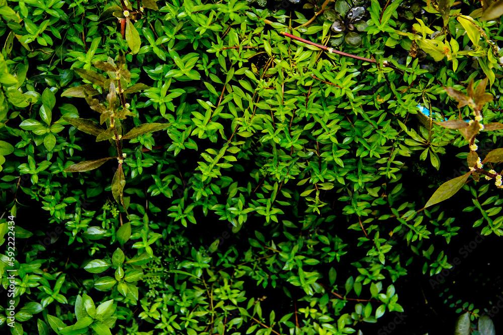 dark green leaves of native ludwigia arcuata evergreen vines, earth day dark green leaves of native ludwigia arcuata evergreen vines, earth day