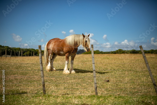 horse in the field © zhong