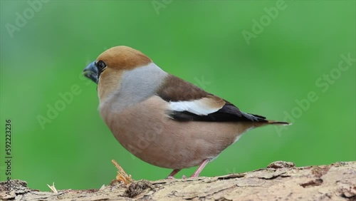 Kernbeißer (Coccothraustes coccothraustes)   photo