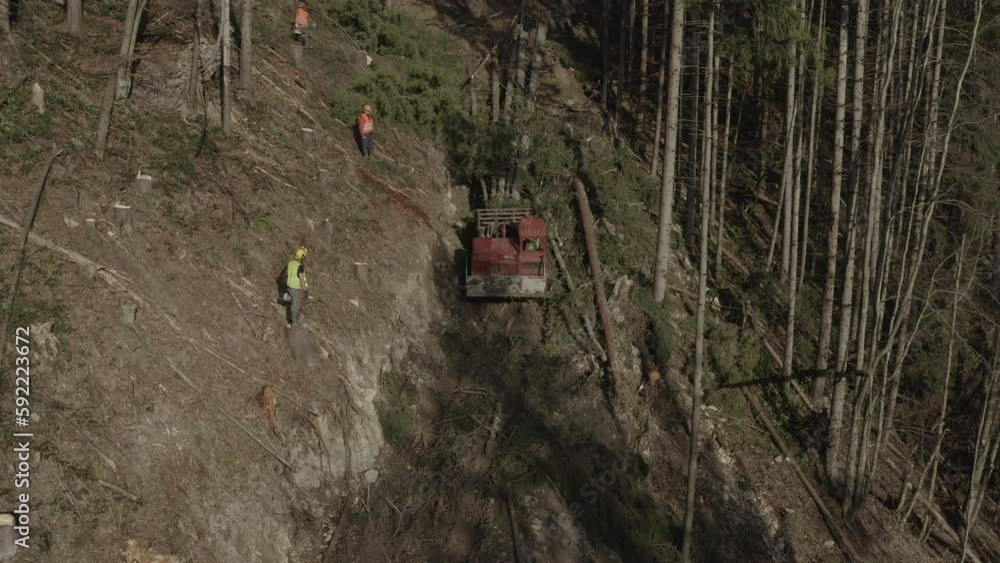 Deforestation for sawn wood Deforestation for sawn wood