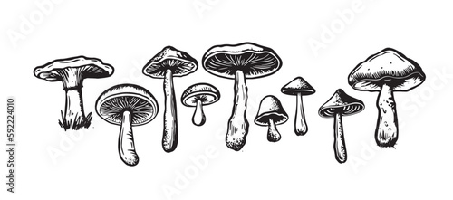 Mushrooms set hand drawn illustrations, vector.
