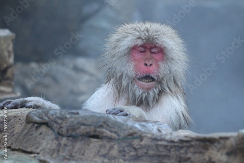 Photography Snow monkey singing in the hot spring, in Nagano, Japan
