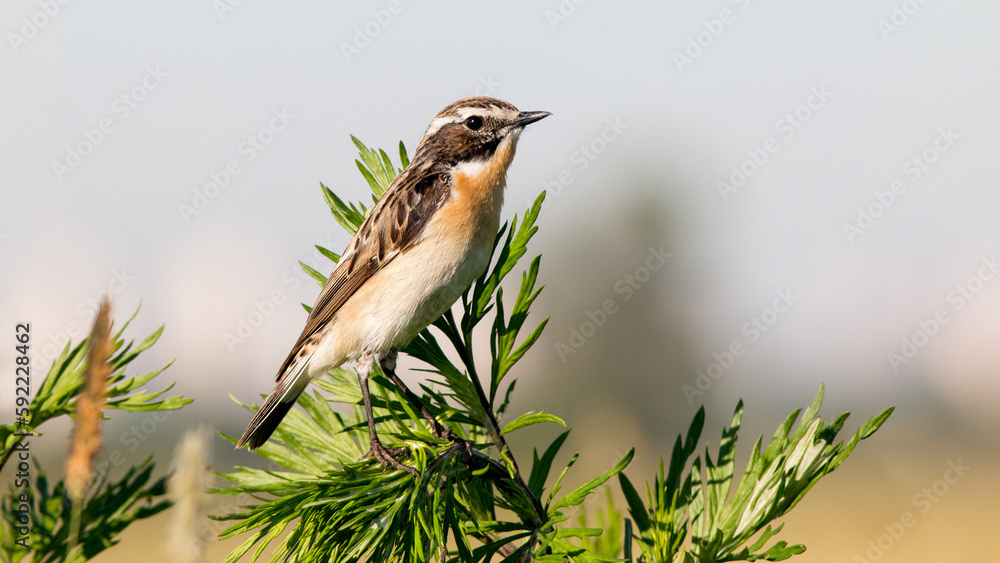 Naklejka premium bird on the grass