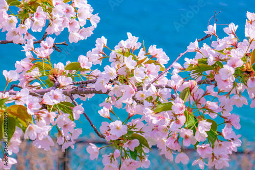 青い海と満開の桜