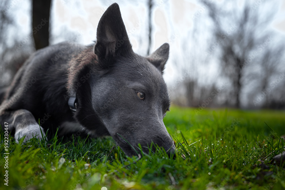 A gray dog with white spots sniffs the grass in the park A gray dog with white spots sniffs the grass in the park