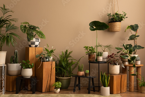 Obraz na plátně Warm composition of botanic living room interior with plants in flowerpotss, wooden stand, black stool, brown wall and personal accessories