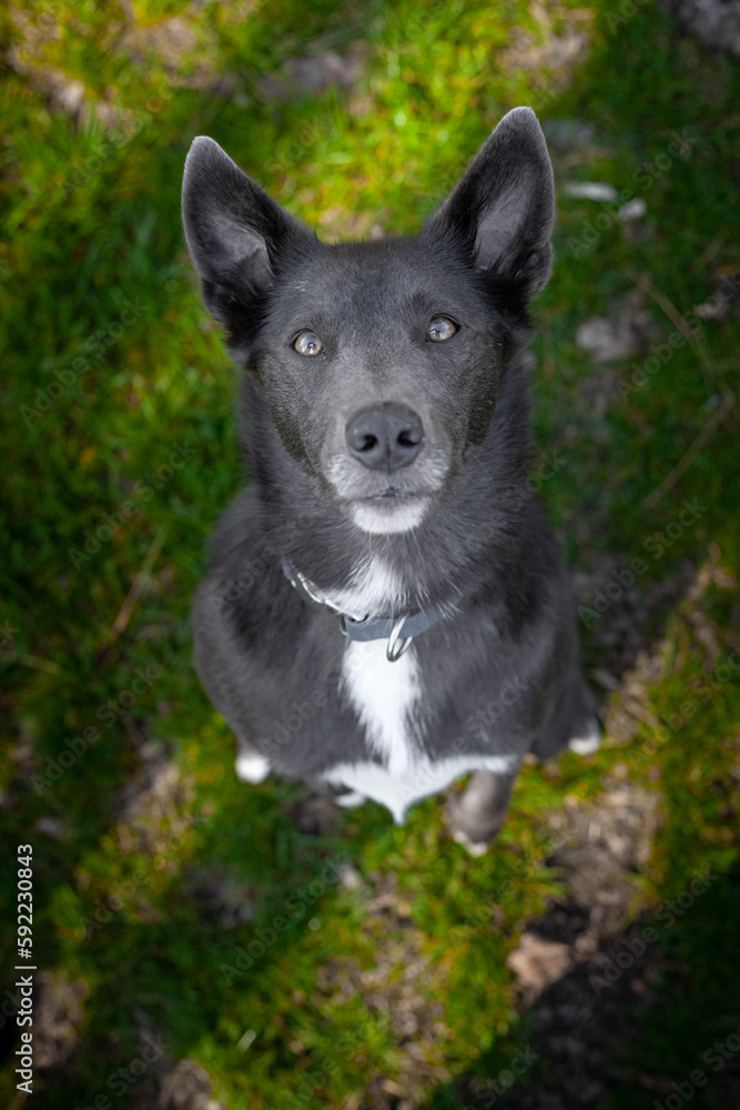 A gray dog with white spots sits on the grass and looks at the camera