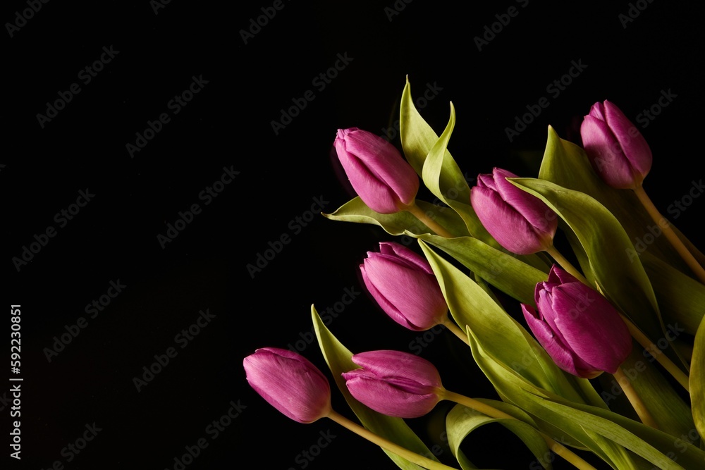 Bouquet of purple tulips with green leaves isolated on a black background.