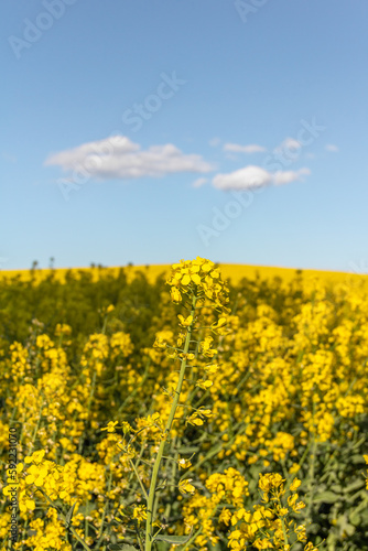 Landscape of a field of yellow rape or canola flowers,