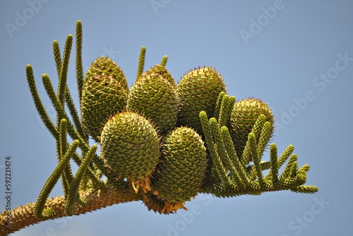 Araucaria, conos