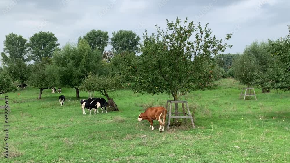 Grasende Kühe in der Graslandschaft der Urdenbacher Kämpe Grasende Kühe in der Graslandschaft der Urdenbacher Kämpe