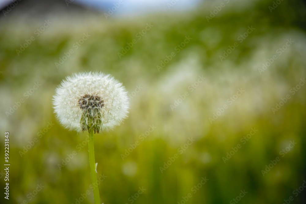 Selective focus of a dandelion in a field Selective focus of a dandelion in a field