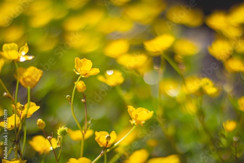 Wild yellow flowers in a filed