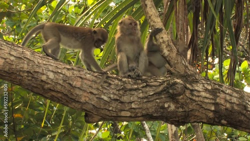 The crab-eating macaque, long-tailed macaque, Macaca fascicularis group sit and moves and jump horizontally across branches. Ujung kulon, Panaitan, Java, Indonesia.
